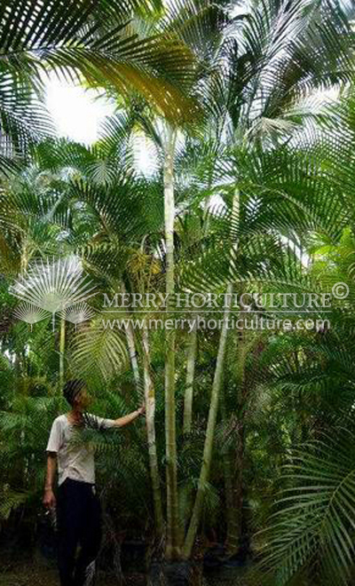 Chrysalidorcarpus lutensen (Yellow palm)